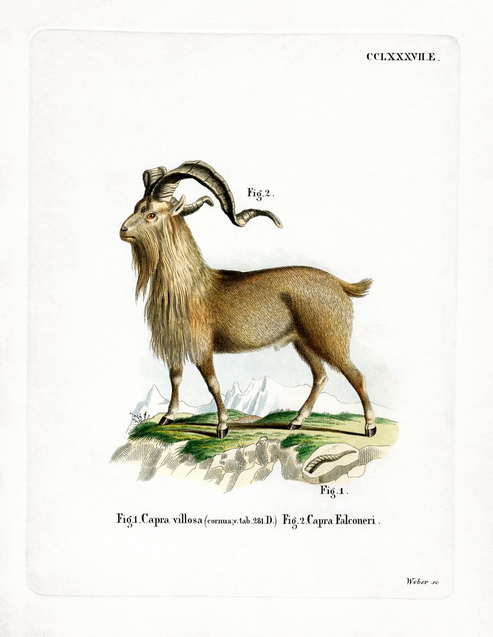 Markhor (kolorowy grawer) autorstwa German School