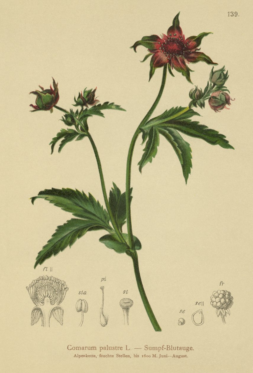 Ciemiernik błotny (Comarum palustre, Potentilla palustris) autorstwa German School