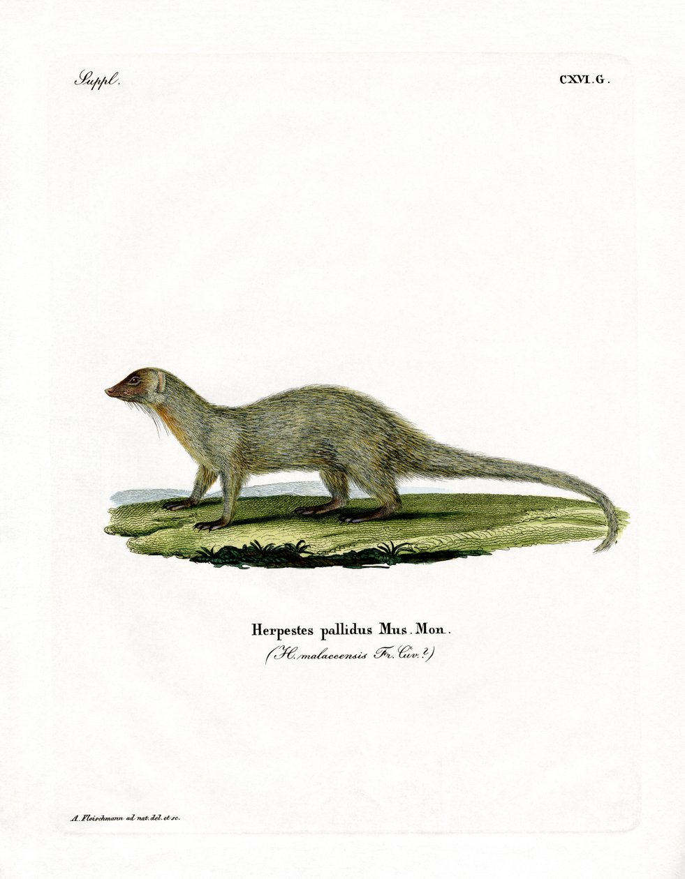 Mongoose (kolorowy grawer) autorstwa German School