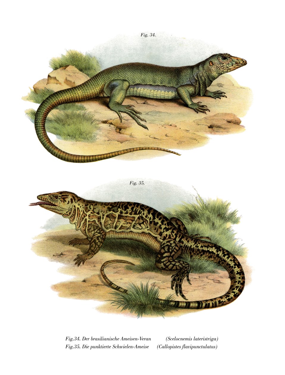 Monitor Lizard (kolor lito) autorstwa German School