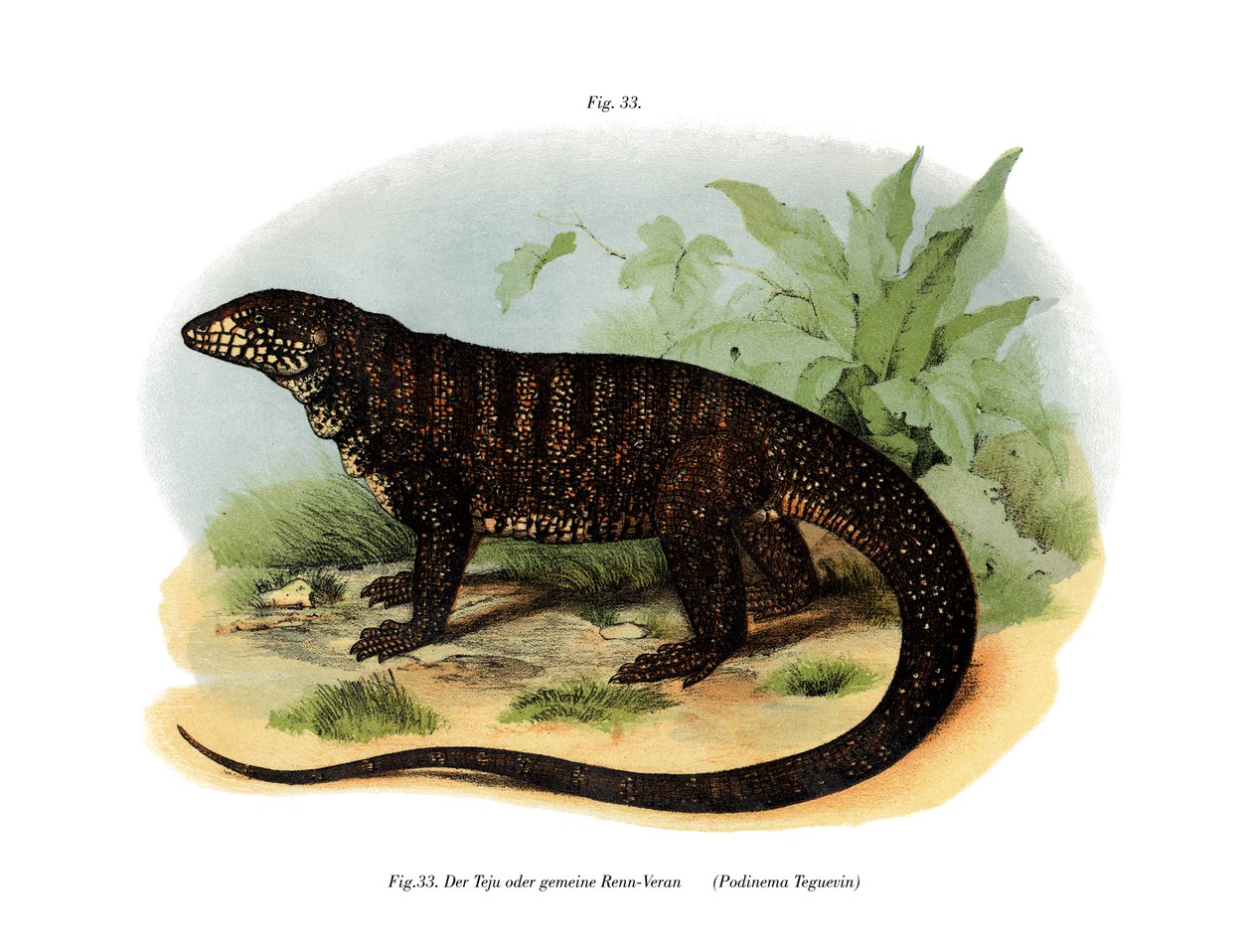 Monitor Lizard (kolor lito) autorstwa German School