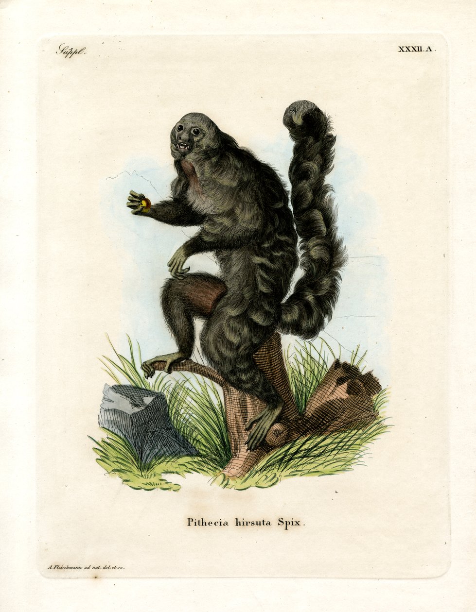 Monk Saki (kolorowy grawer) autorstwa German School
