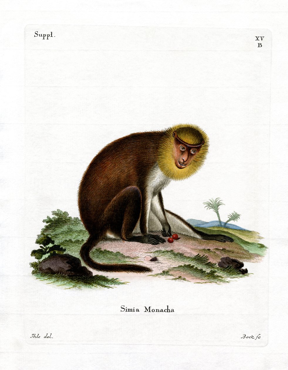 Monk Saki (kolorowy grawer) autorstwa German School