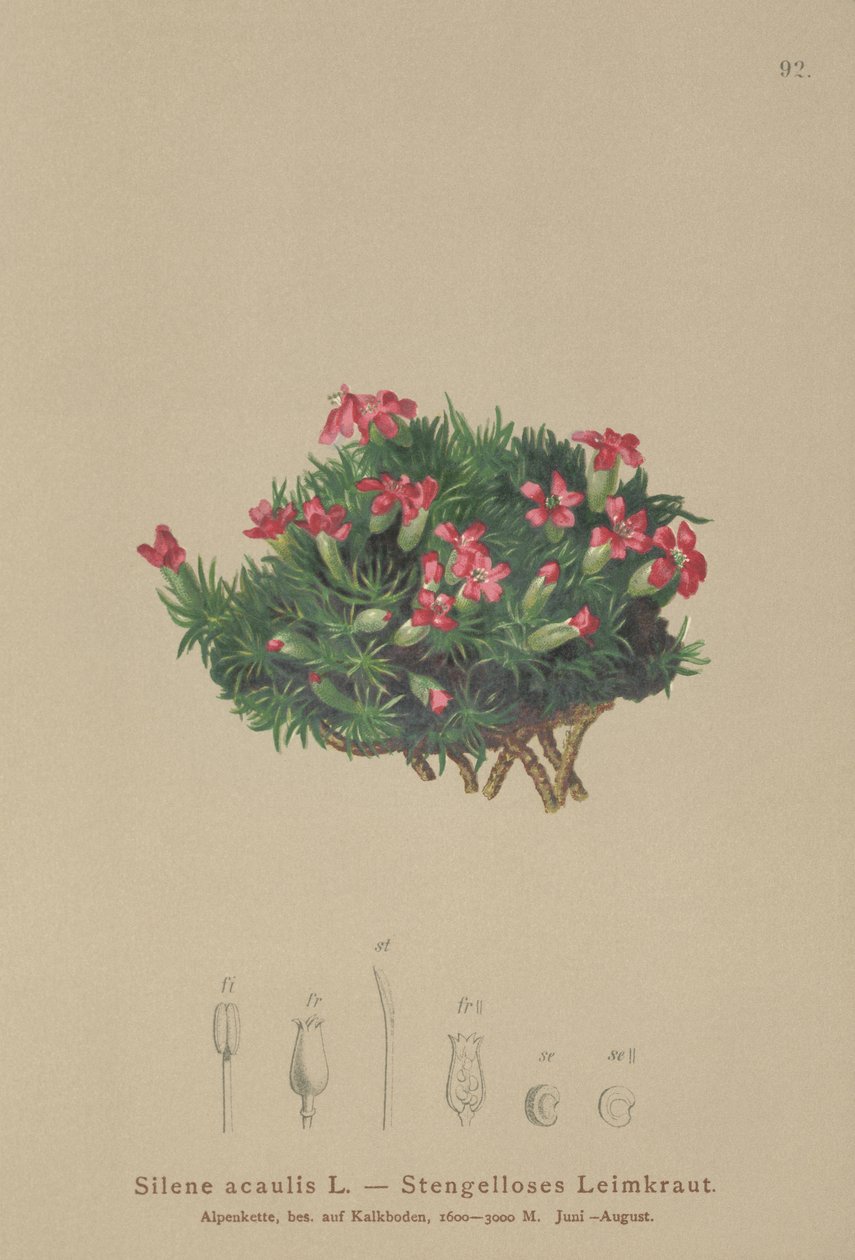 Mech Campion (Silene acaulis) autorstwa German School