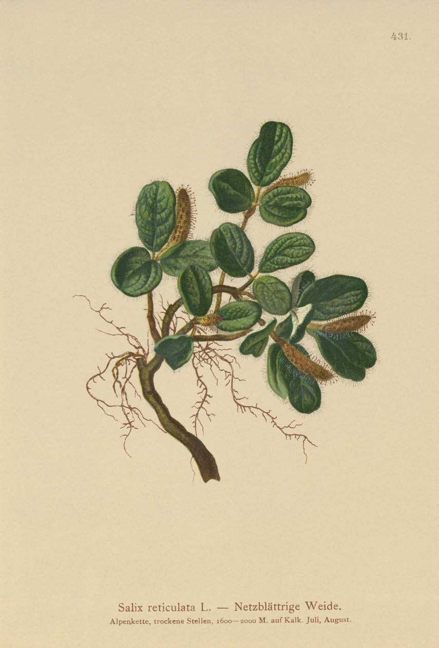 Wierzba siatkowata (Salix reticulata) autorstwa German School