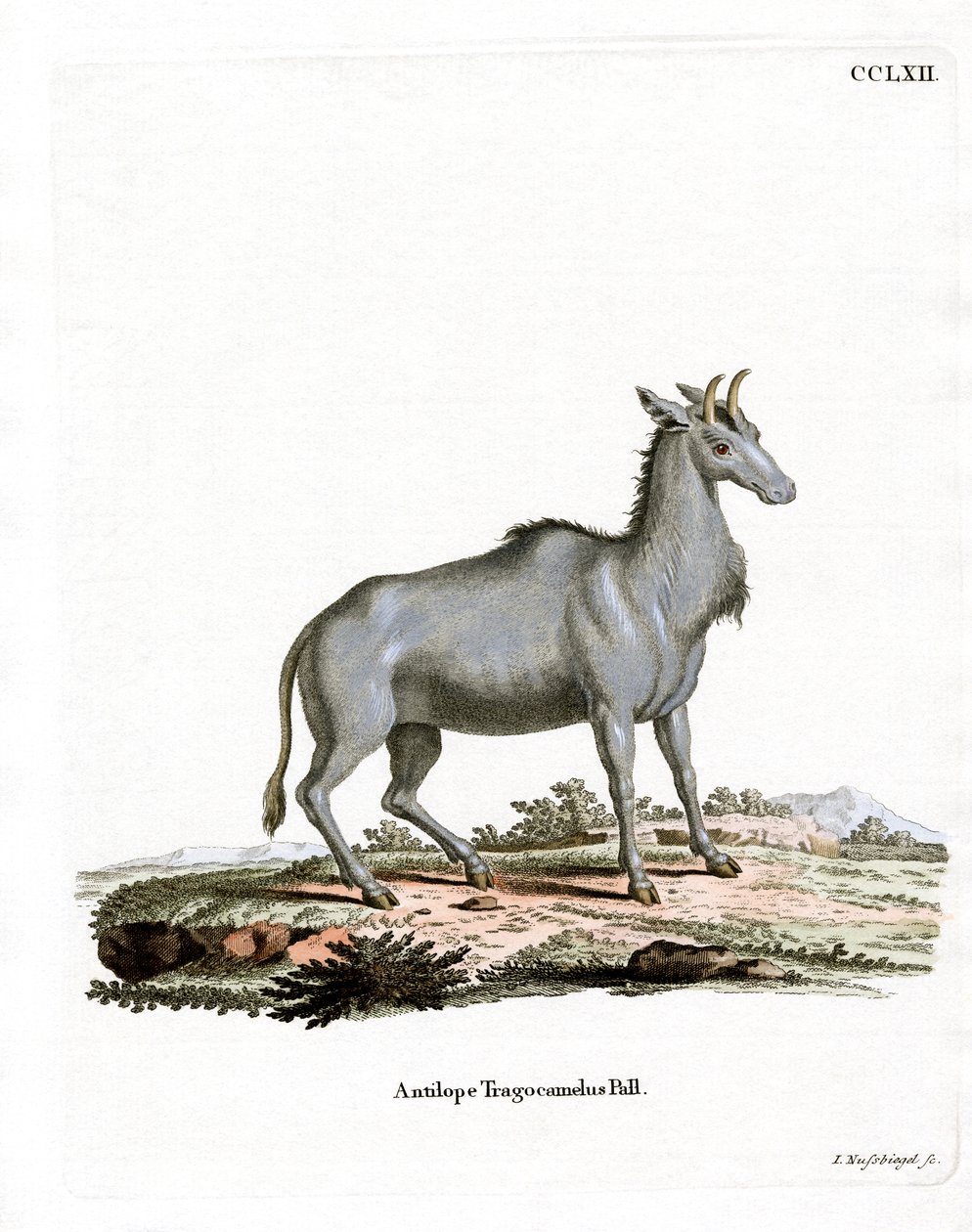 Nilgai (kolorowy grawerunek) autorstwa German School