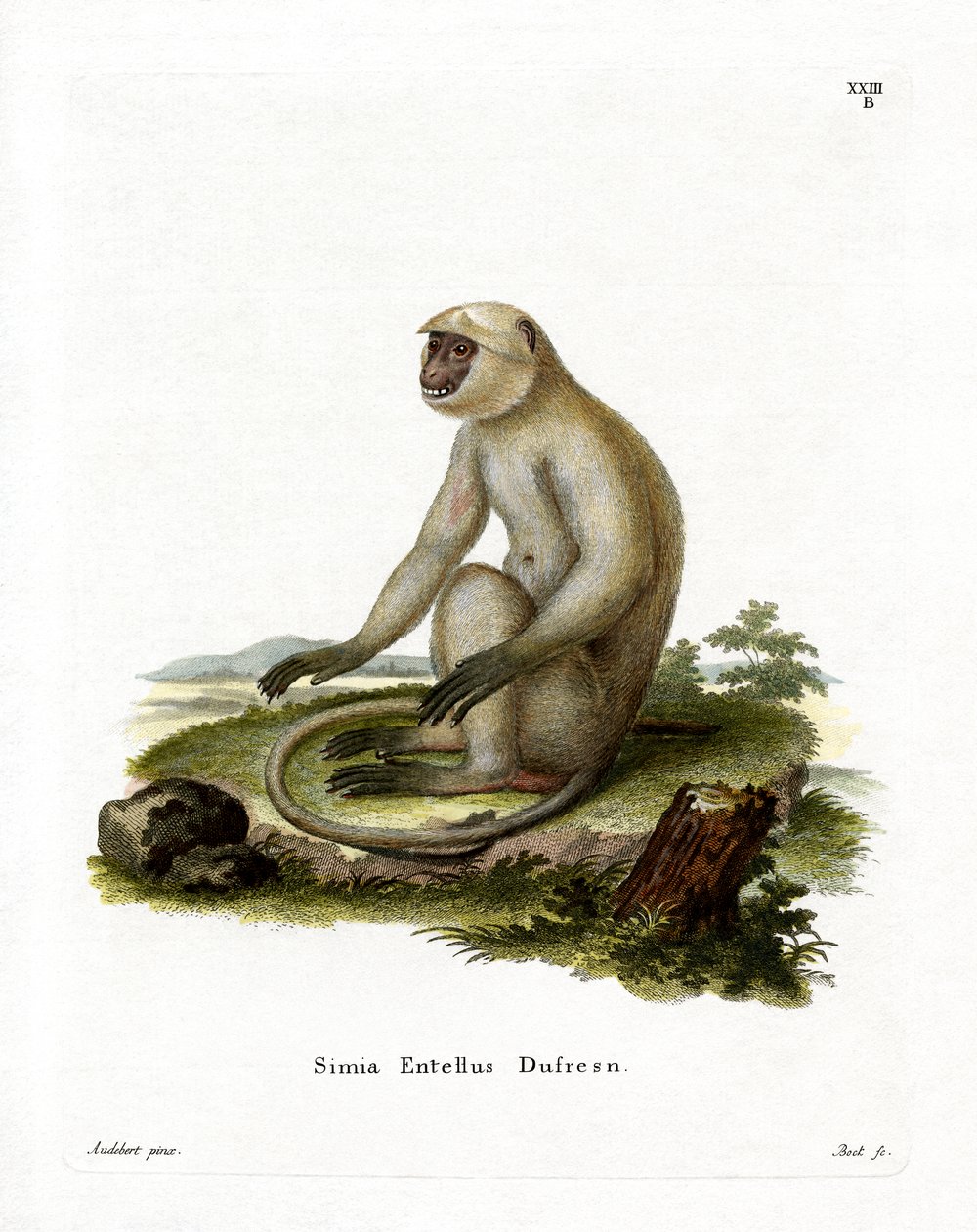 Northern Plains Grey Langur (kolorowy grawerunek) autorstwa German School