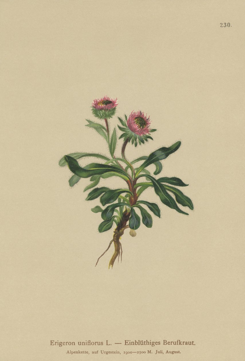 Pchła jednokwiatowa (Erigeron uniflorus) autorstwa German School