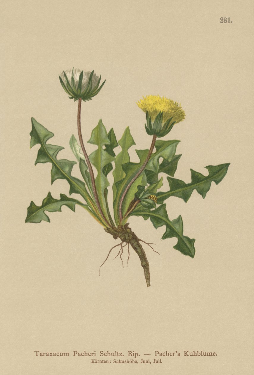 Mniszek Pacheris (Taraxacum Pacheri) autorstwa German School