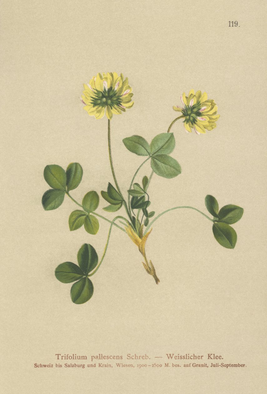Koniczyna blada (Trifolium pallescens) autorstwa German School
