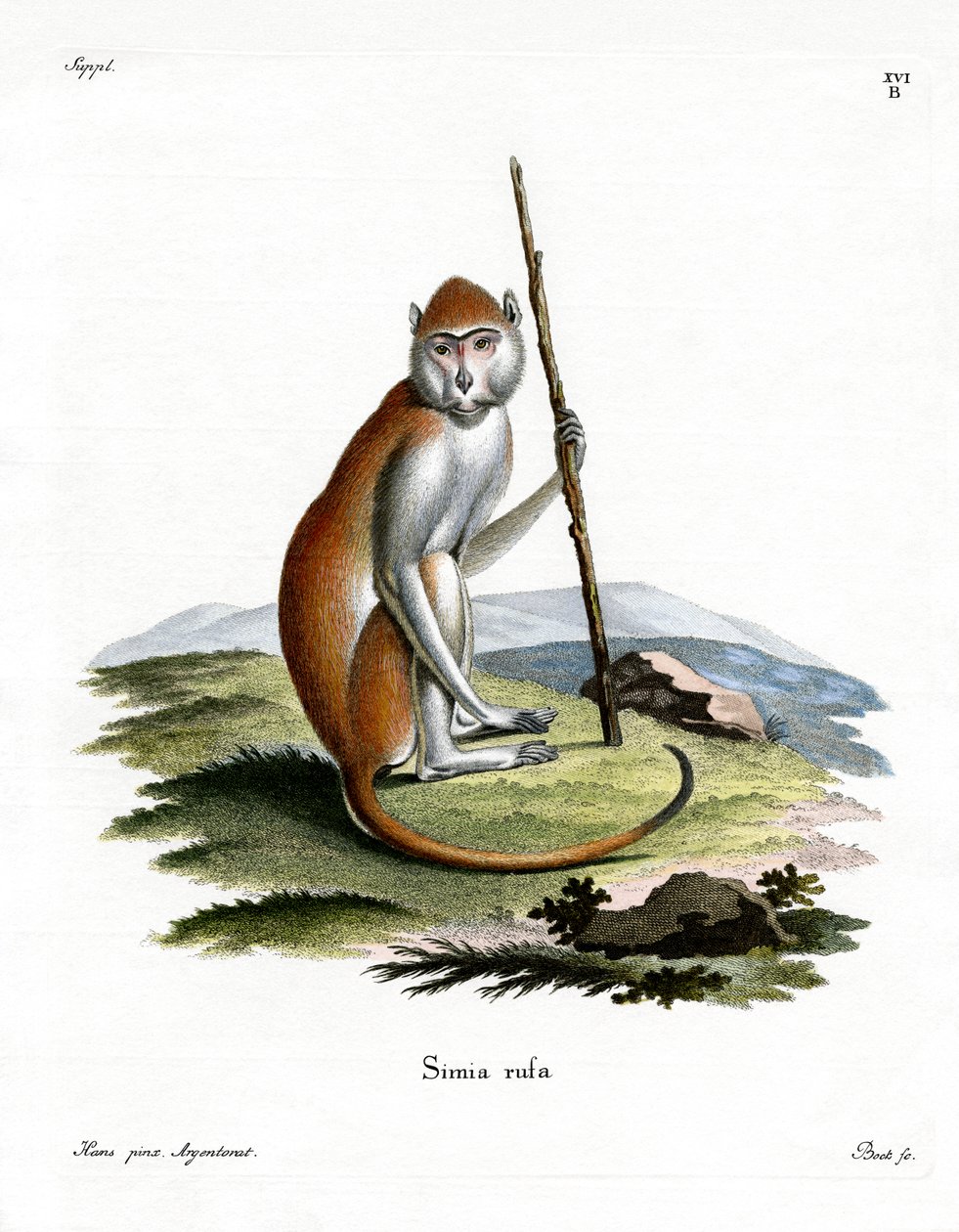 Pata Monkey (kolorowy grawerunek) autorstwa German School
