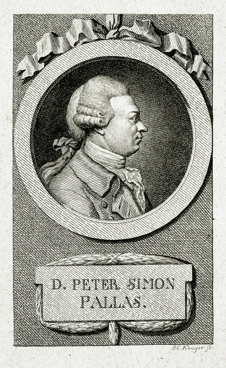 Piotra Szymona Pallasa. (1741 – 1811) (Grawerowanie liniowe) autorstwa German School