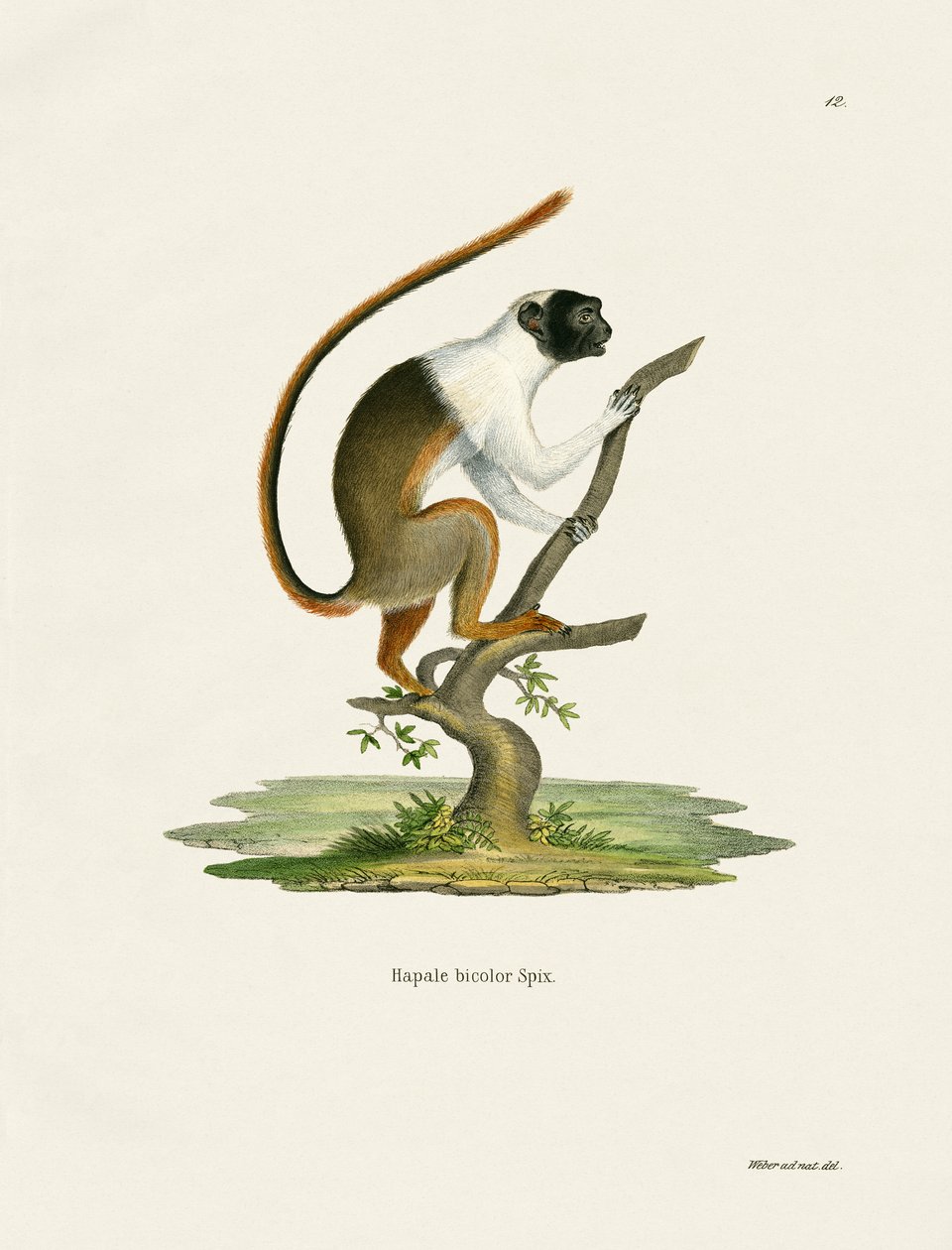 Pied Tamarin (kolorowy grawer) autorstwa German School