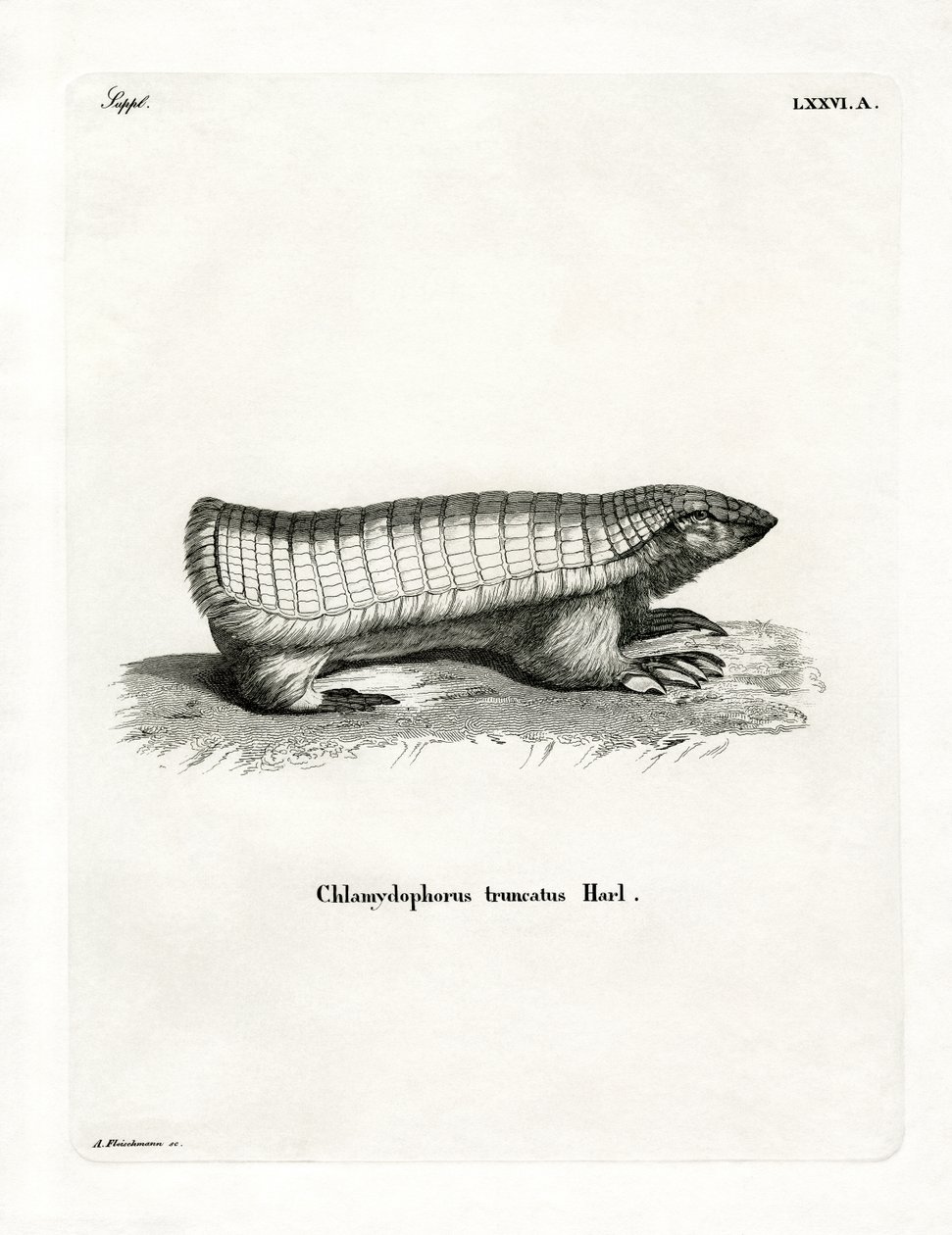 Pink Fairy Armadillo (kolorowy grawerunek) autorstwa German School