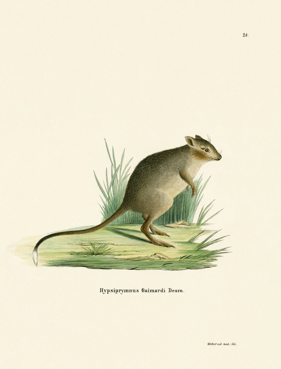 Potoroo (kolorowy grawer) autorstwa German School