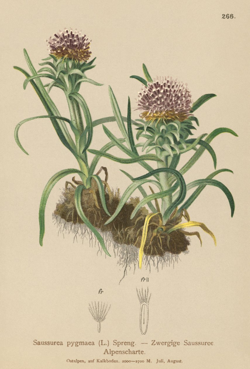 Saussurea karłowata (Saussurea pygmaea) autorstwa German School