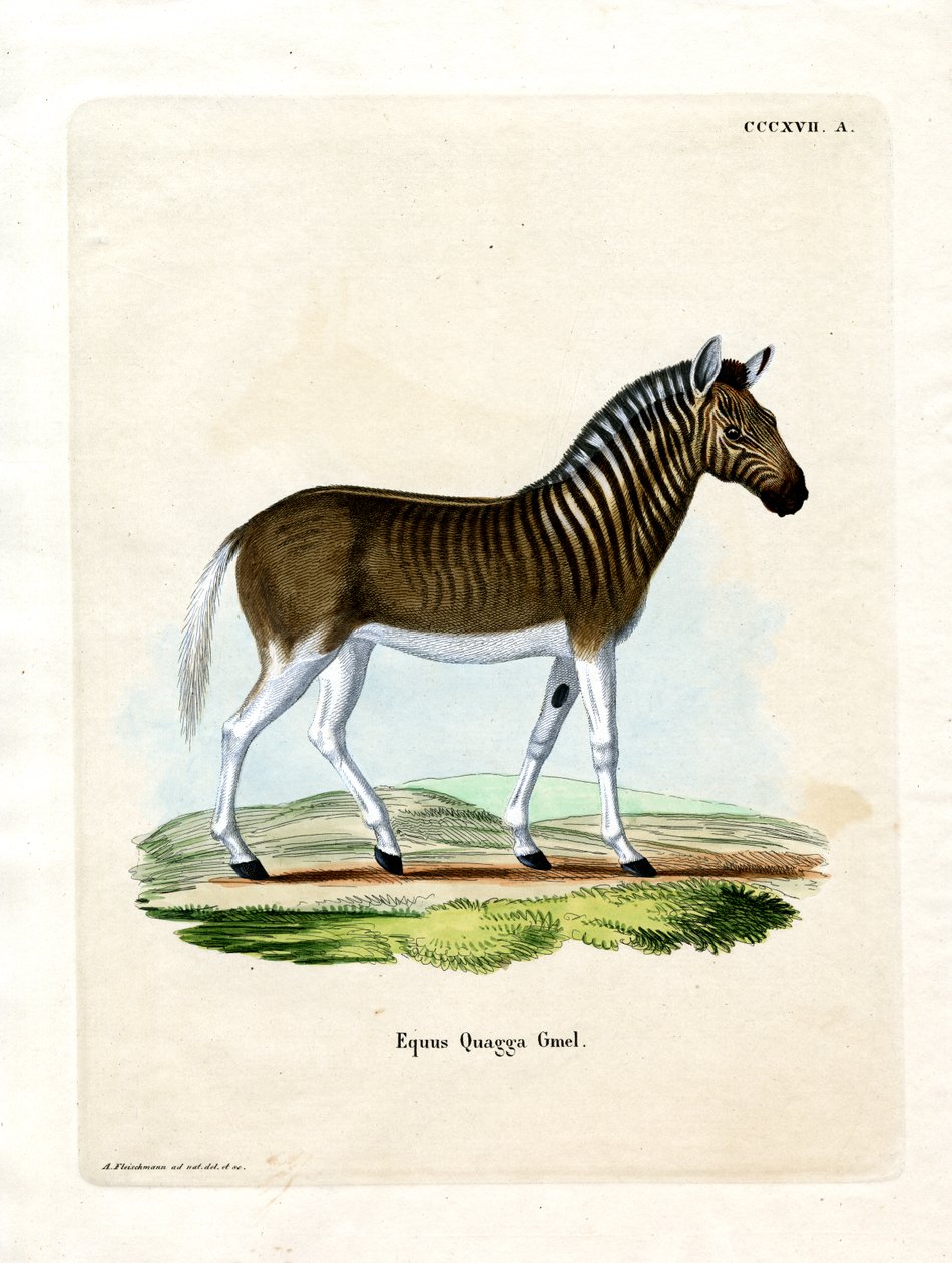 Quagga (kolorowy grawer) autorstwa German School
