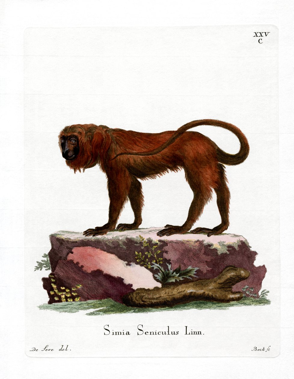 Red Howler (kolorowy grawerunek) autorstwa German School