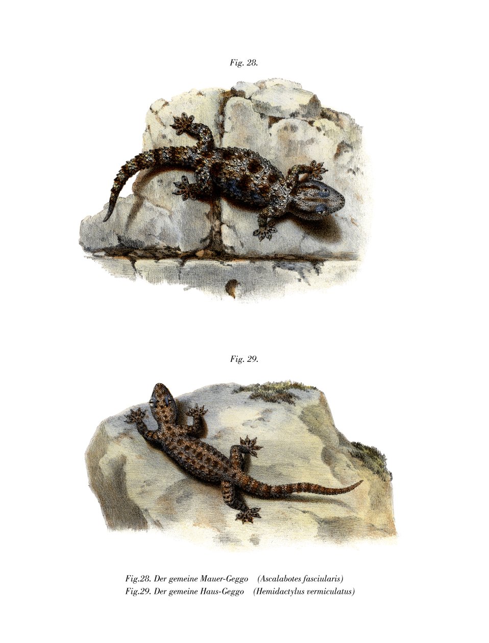 Ringed Wall Gecko (kolor lito) autorstwa German School