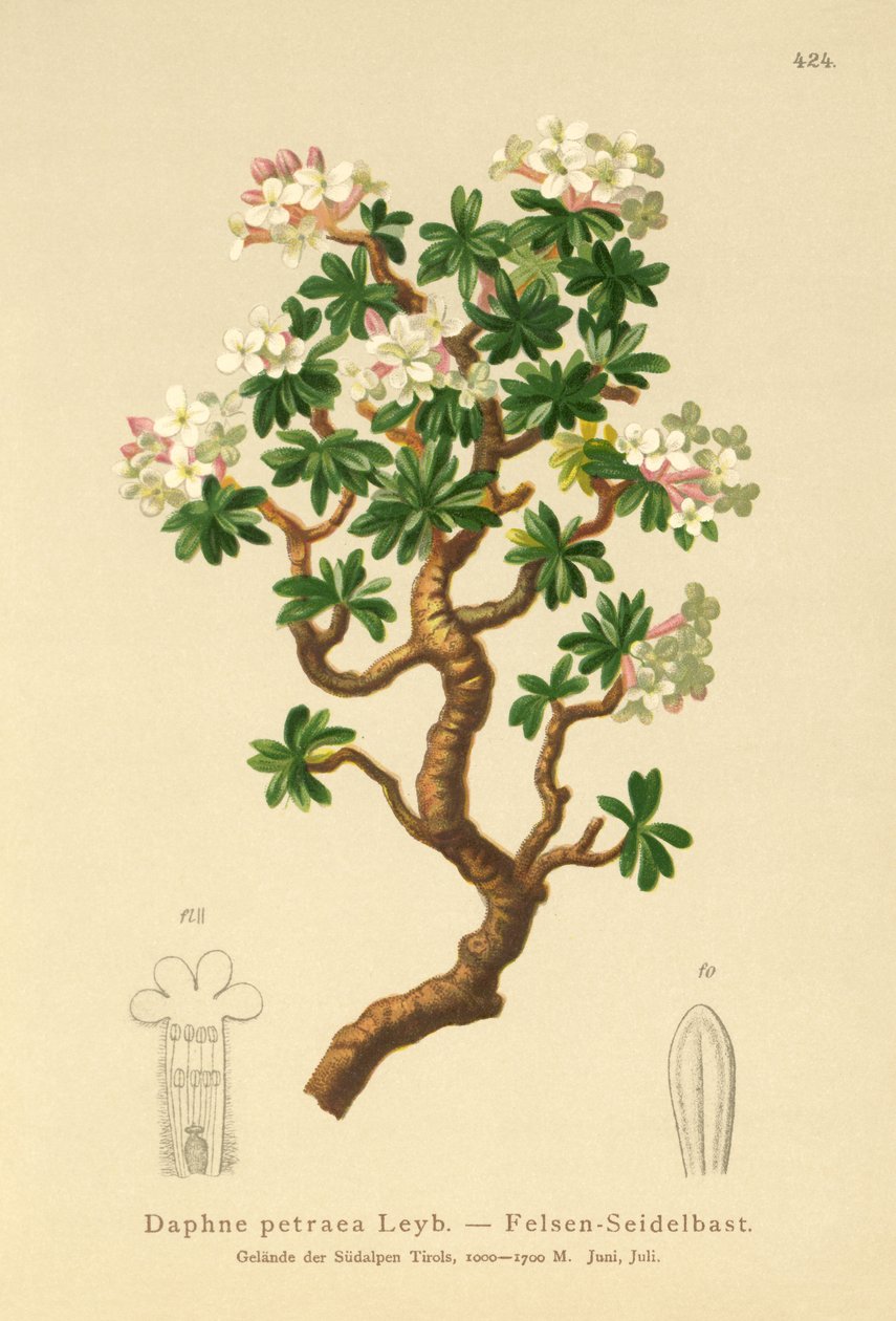 Skała Daphne (Daphne petraea, Daphne rupestris) autorstwa German School
