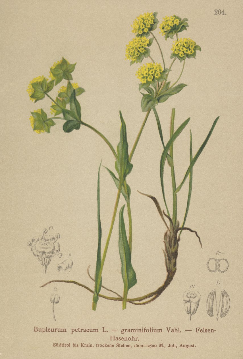 Ucho zająca skalnego (Bupleurum petraeum, Bupleurum graminifolium) autorstwa German School