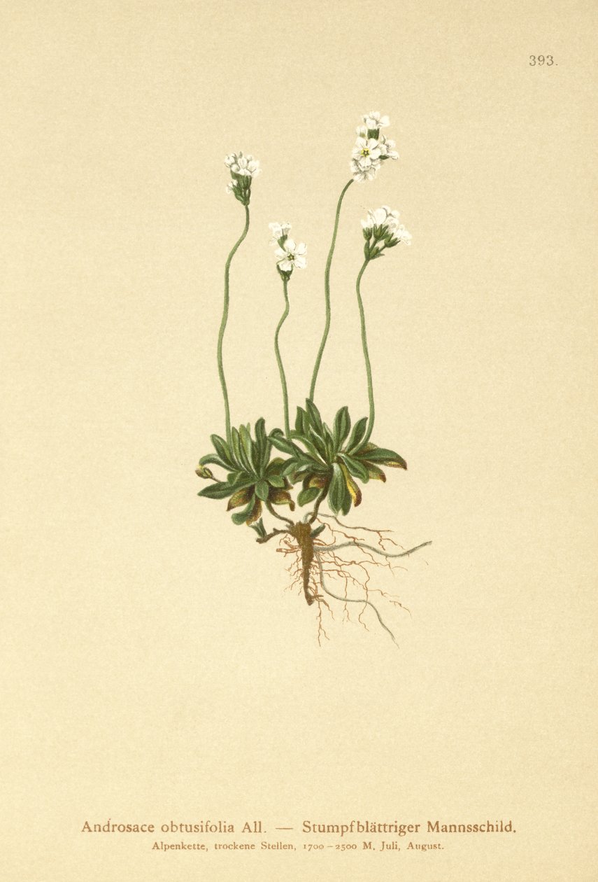 Jaśmin skalny (Androsace obtusifolia) autorstwa German School