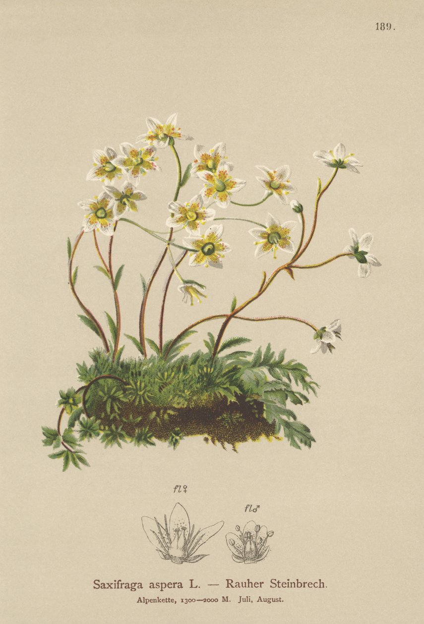 Skalnica szorstka (Saxifraga aspera) autorstwa German School