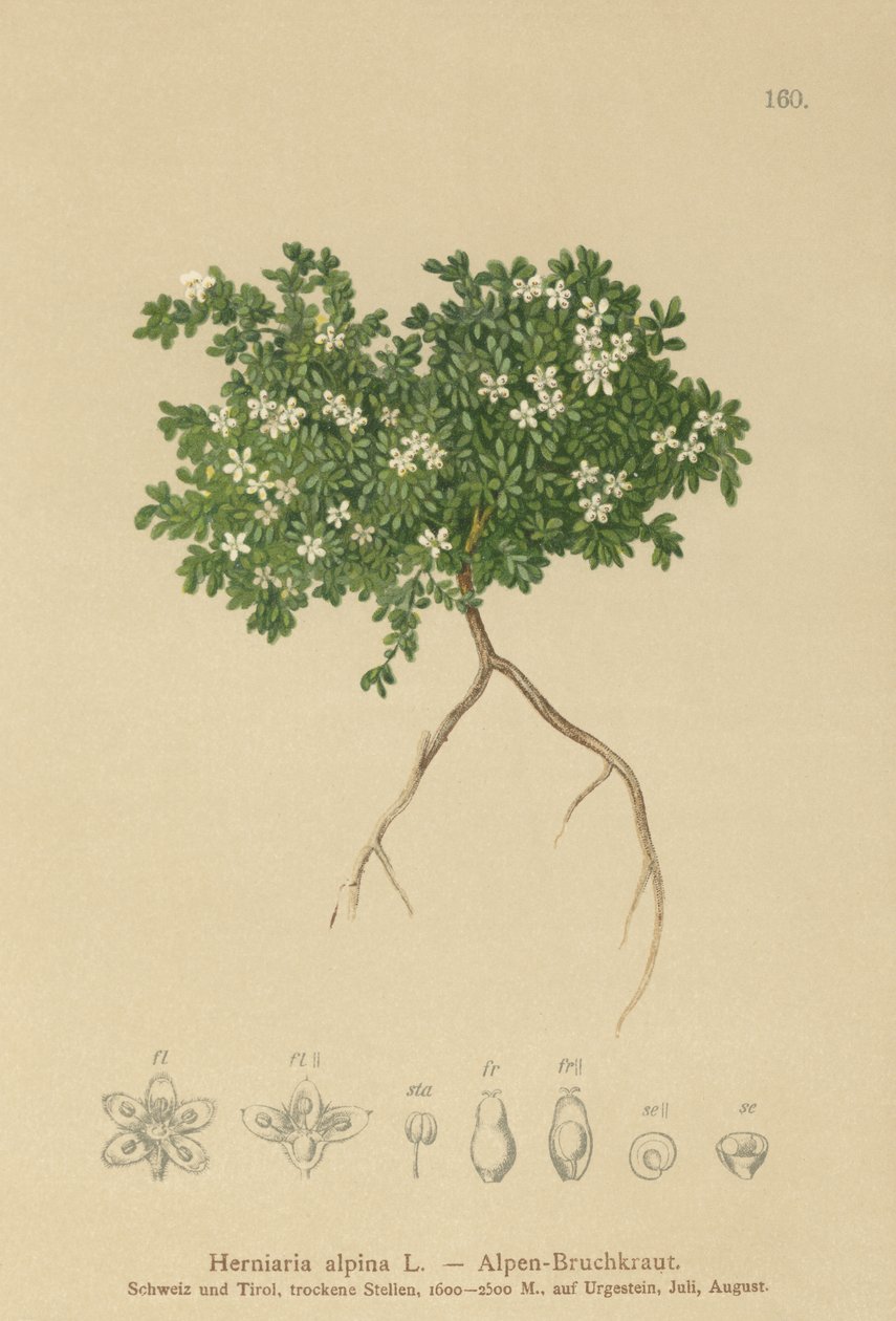 Rupturewort (Herniaria alpina, Herniaria ciliolata) autorstwa German School