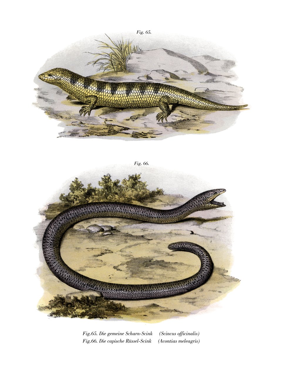 Sandfish Skink (kolor lito) autorstwa German School