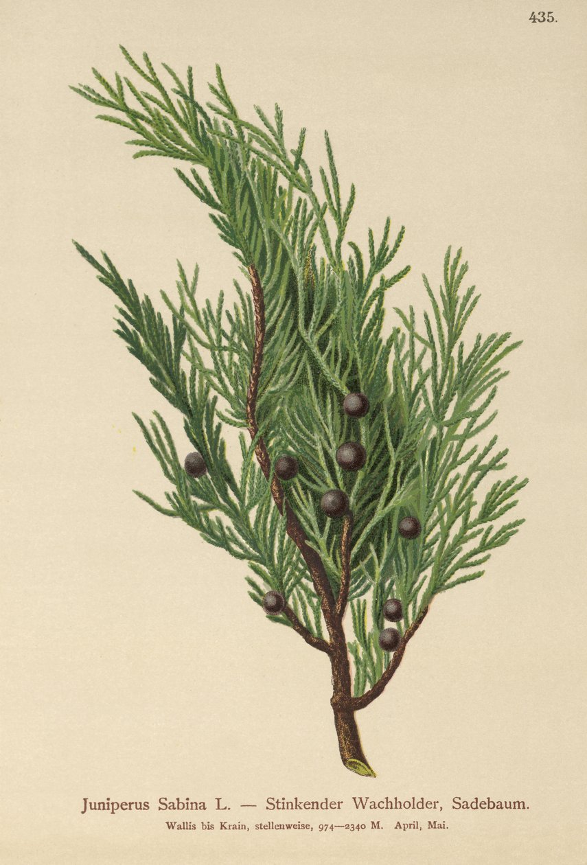 Jałowiec Savin (Juniperus Sabina) autorstwa German School
