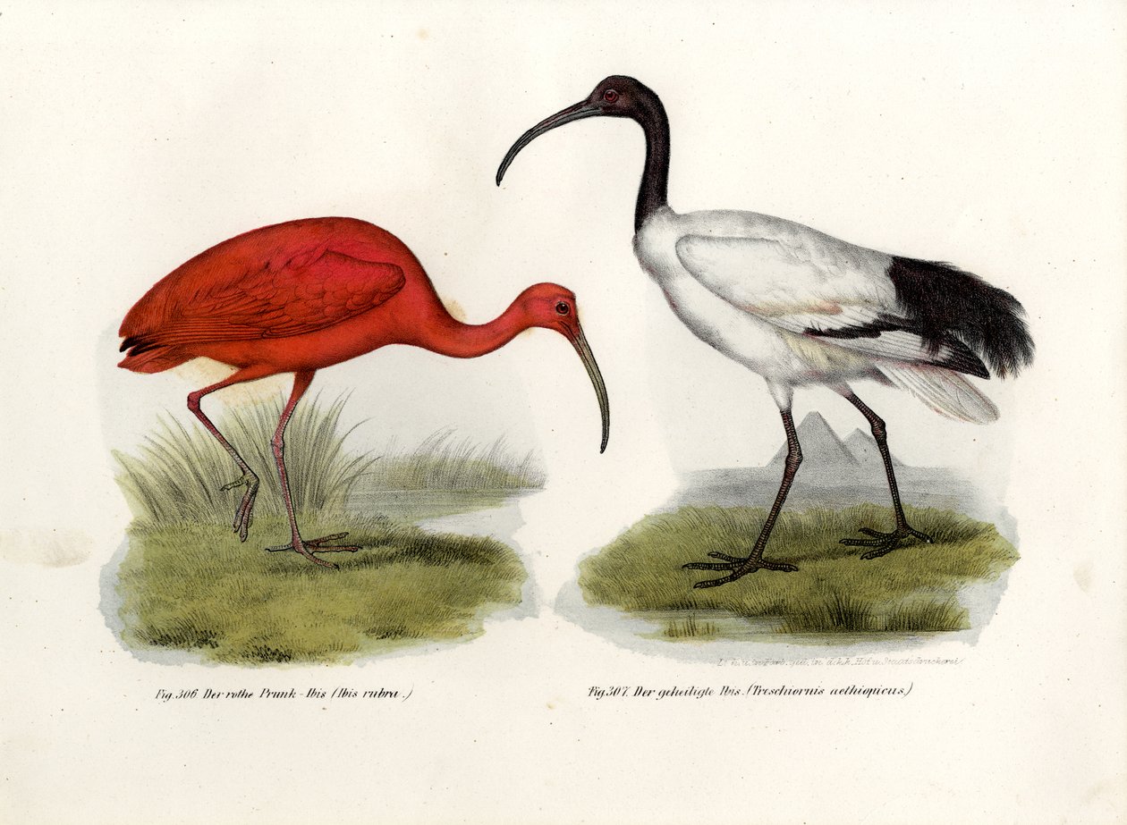 Szkarłatny Ibis, 1864 autorstwa German School