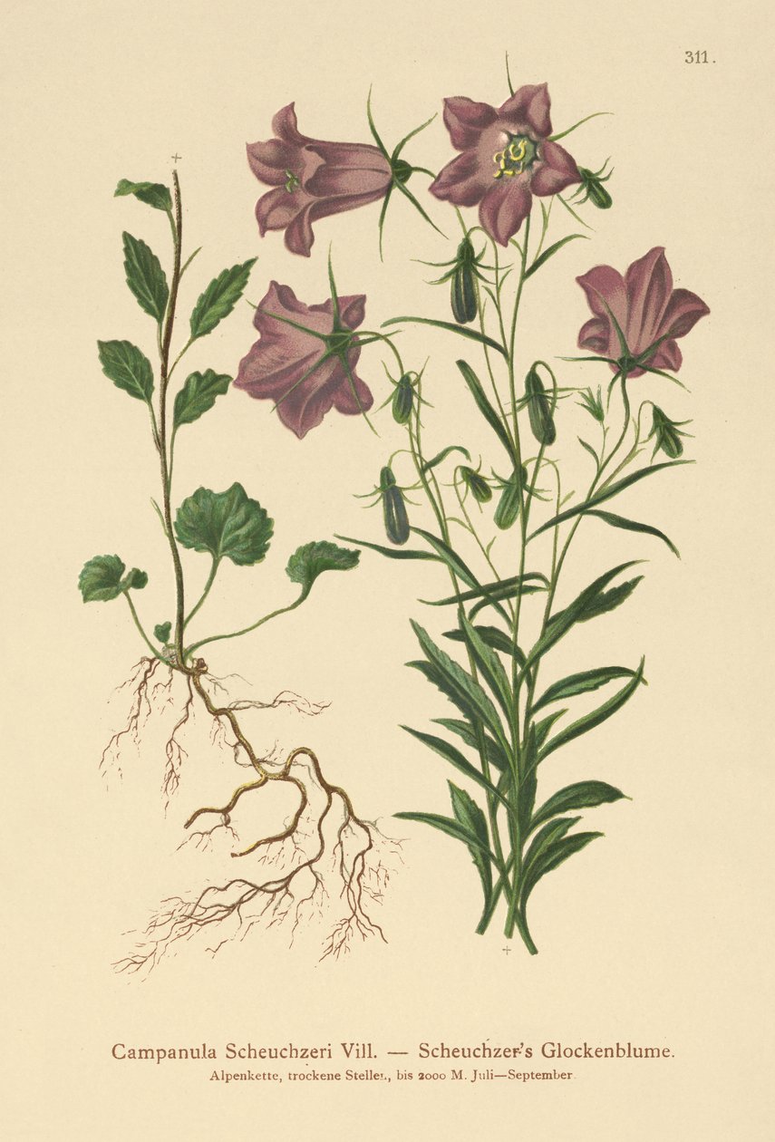Scheuchzers Bellflower (Campanula Scheuzeri) autorstwa German School
