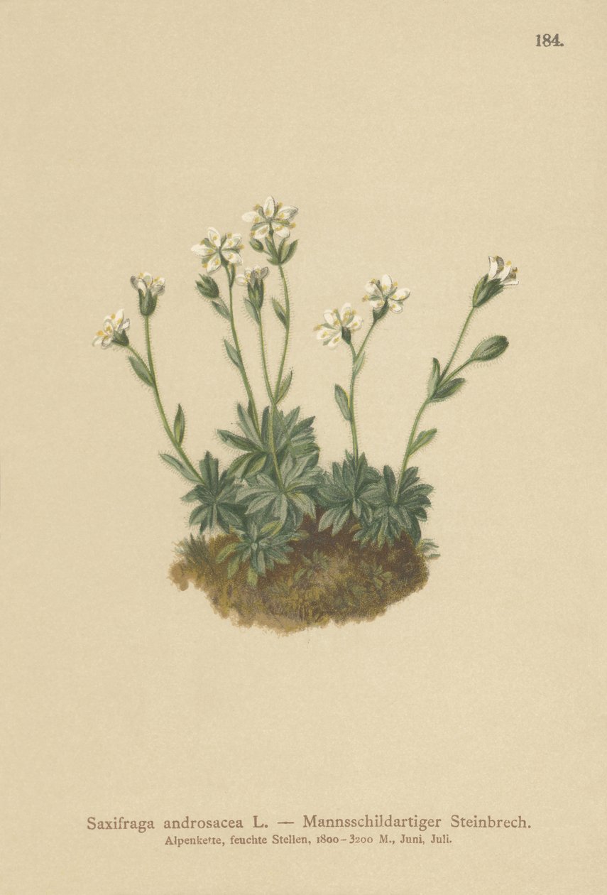 Skalnica piaskowa (Saxifraga androsacea) autorstwa German School