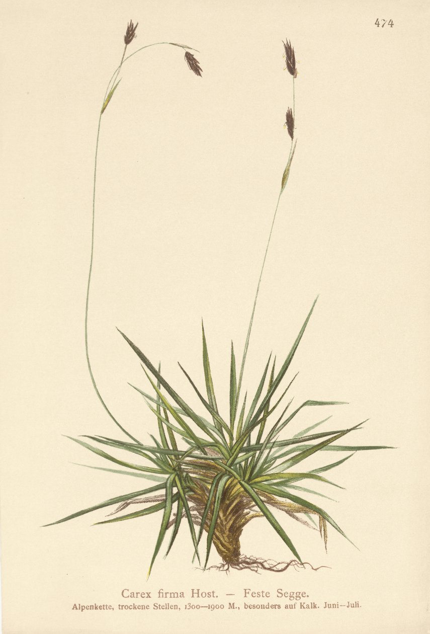 Turzyca (Carex firma) autorstwa German School