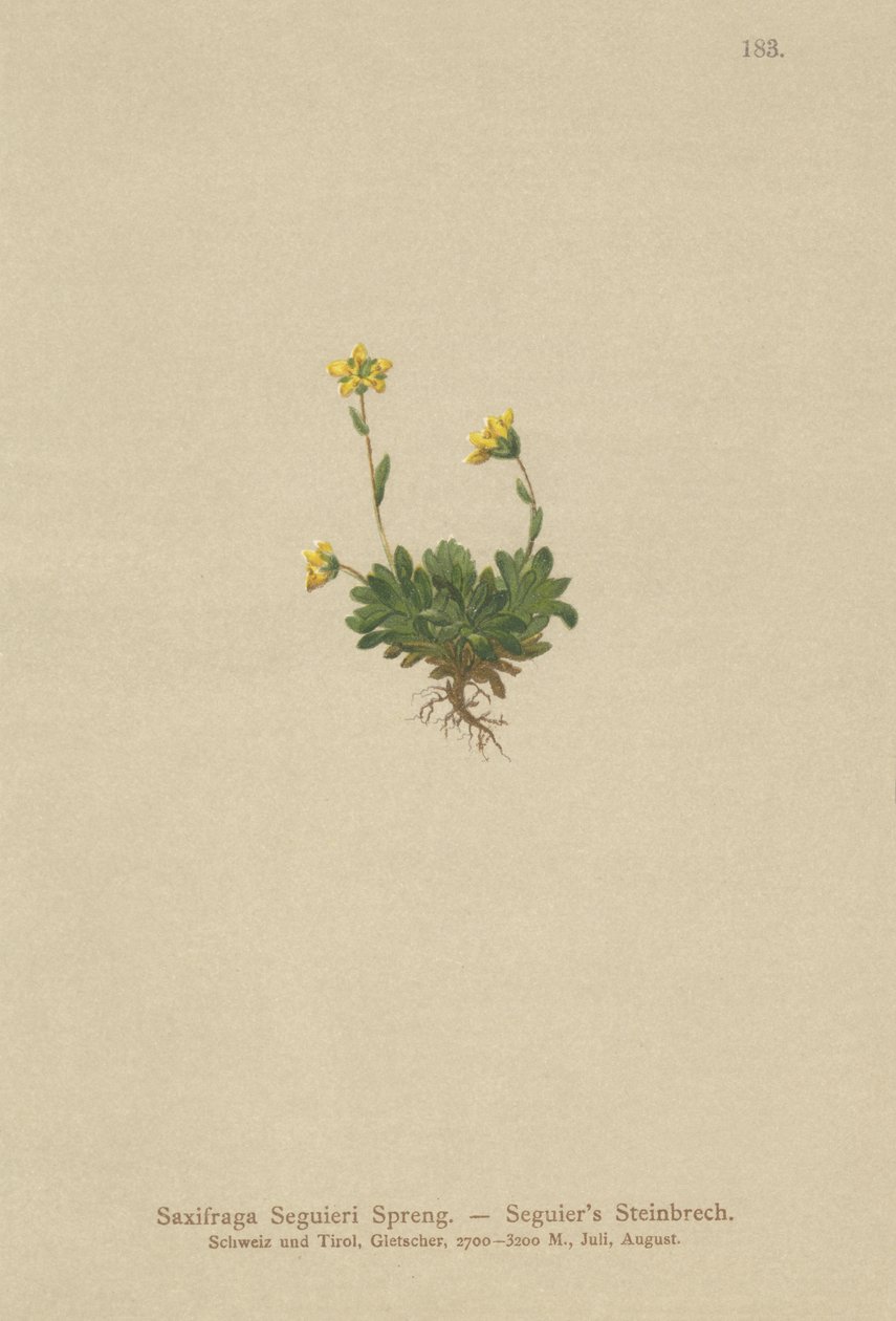 Saxifraga Seguieris (Saxifraga Seguieri) autorstwa German School