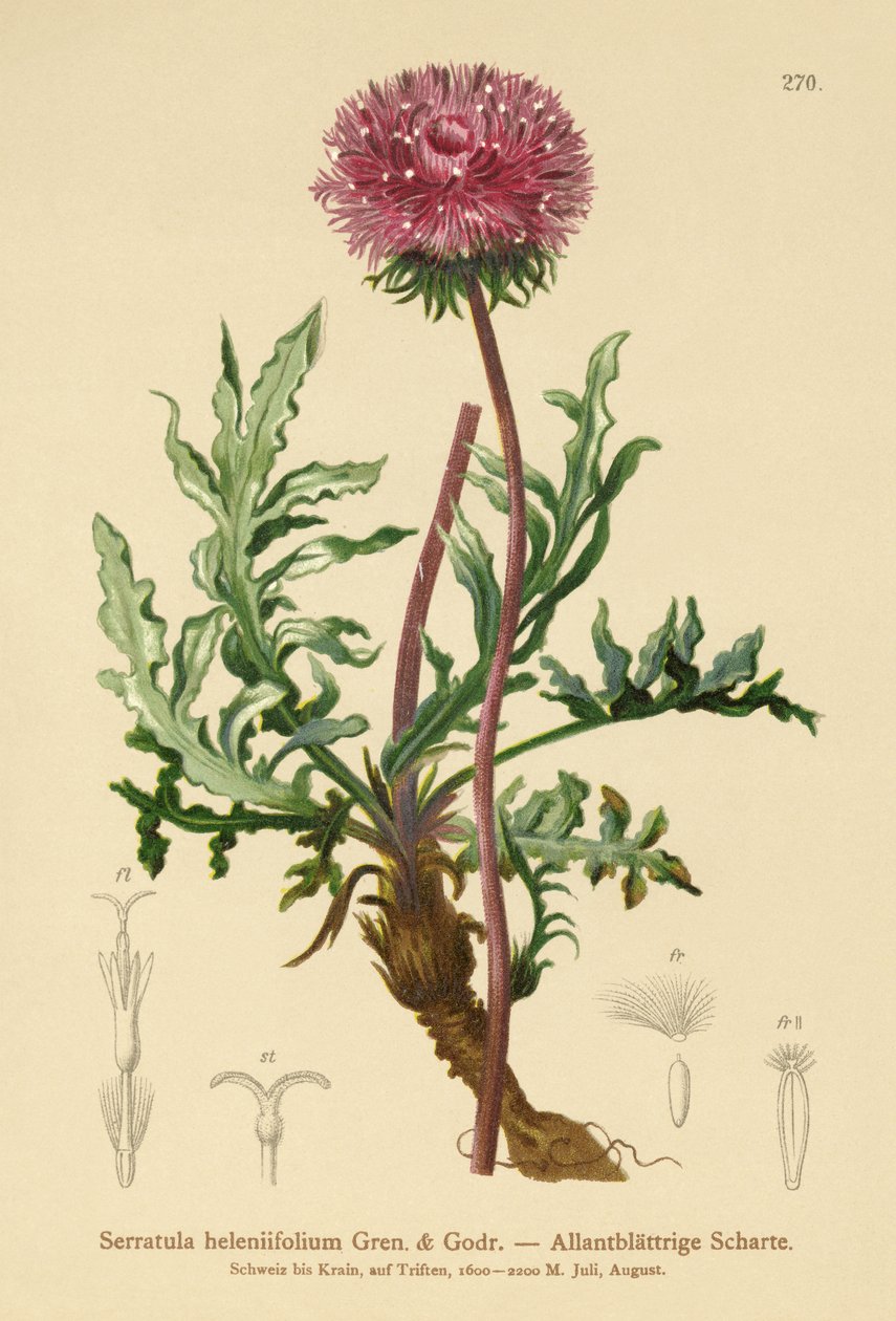 Serratula (Serratula heleniifolium) autorstwa German School