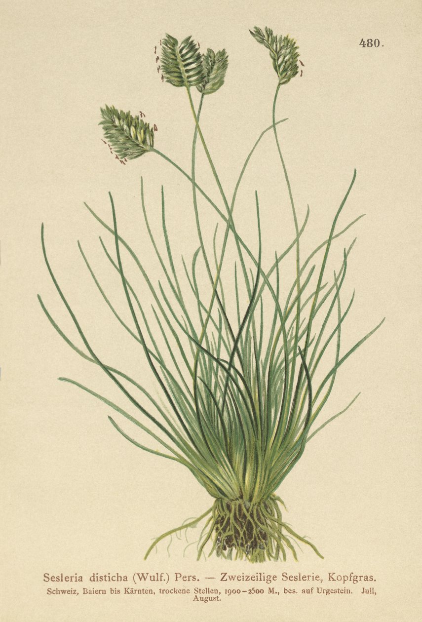 Sesleria (Sesleria disticha, Oreochloa disticha) autorstwa German School
