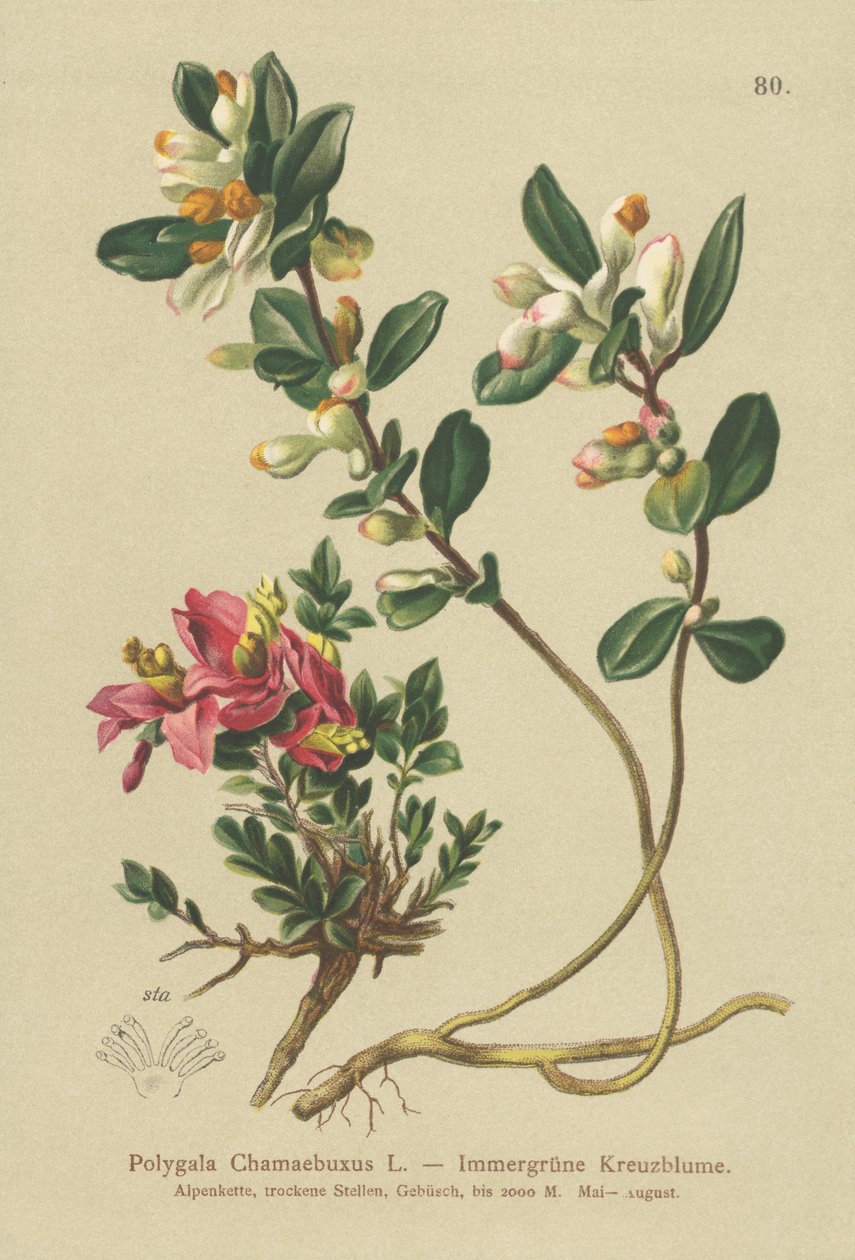 Krzew mleczny (Polygala Chamaebuxus) autorstwa German School