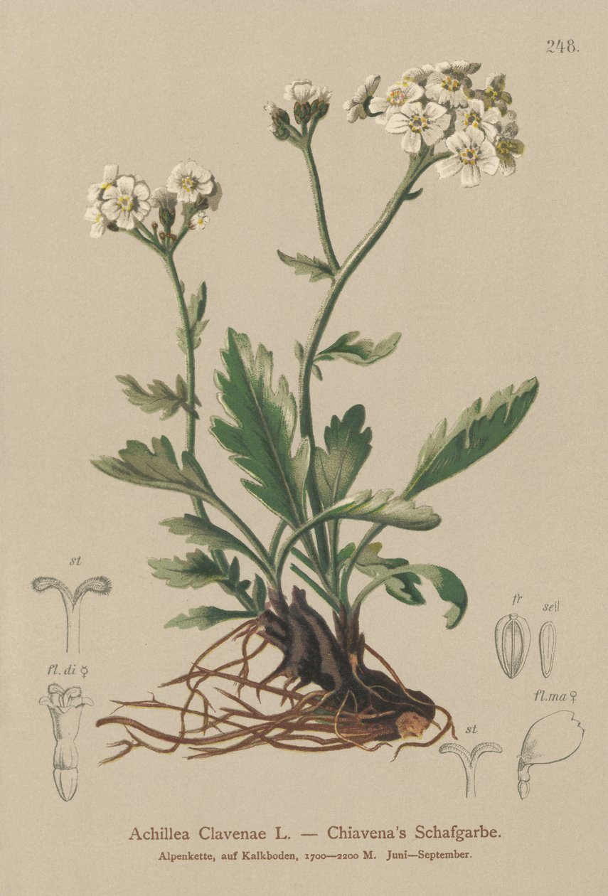 Krwawnik srebrzysty (Achillea Clavenae) autorstwa German School