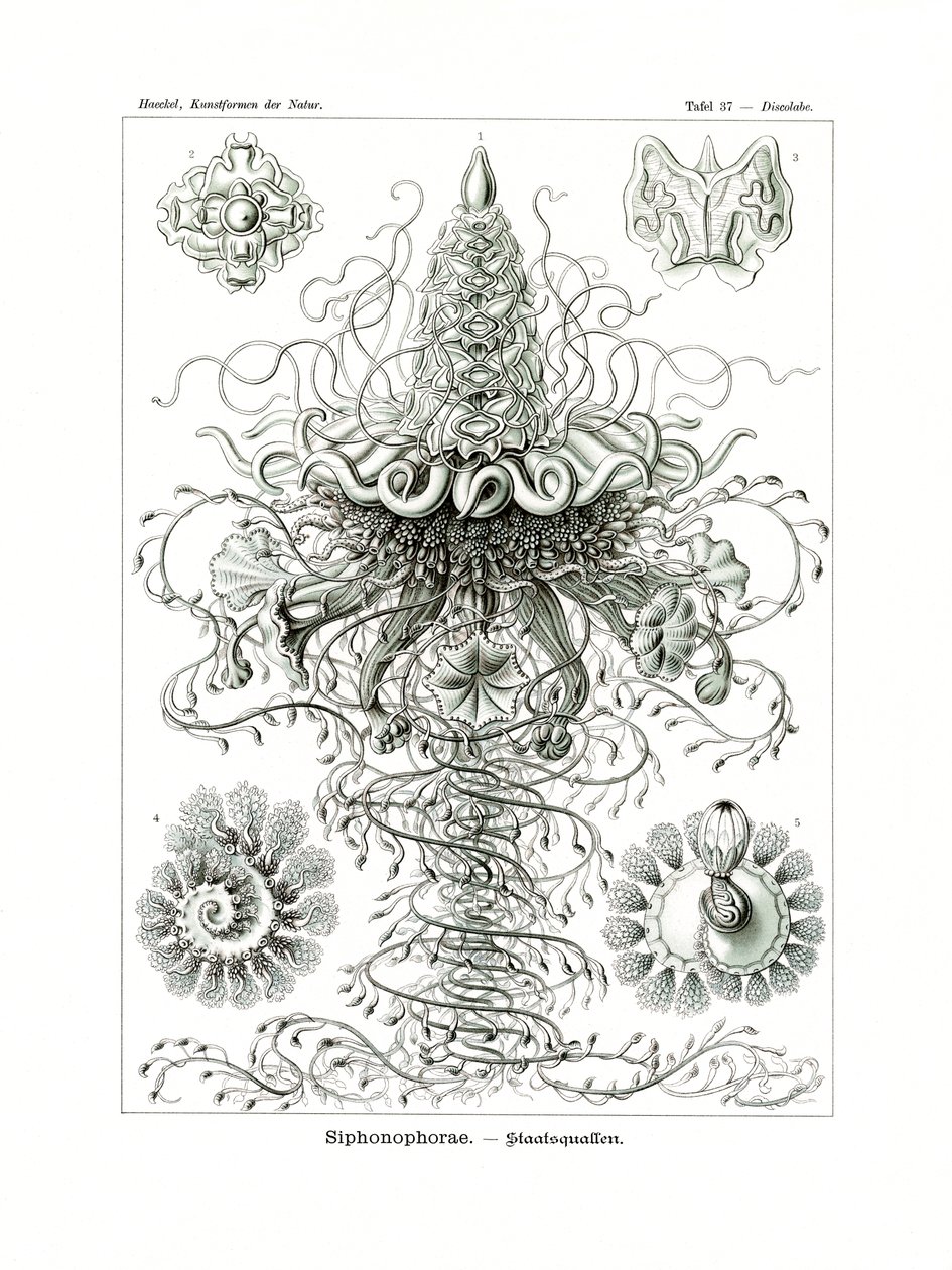 Siphonophorae, 1899-1904 autorstwa German School