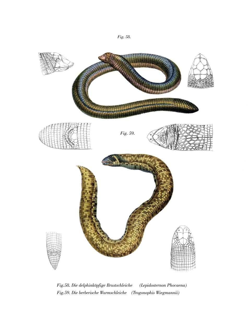 Smallhead Worm Lizard (kolor lito) autorstwa German School