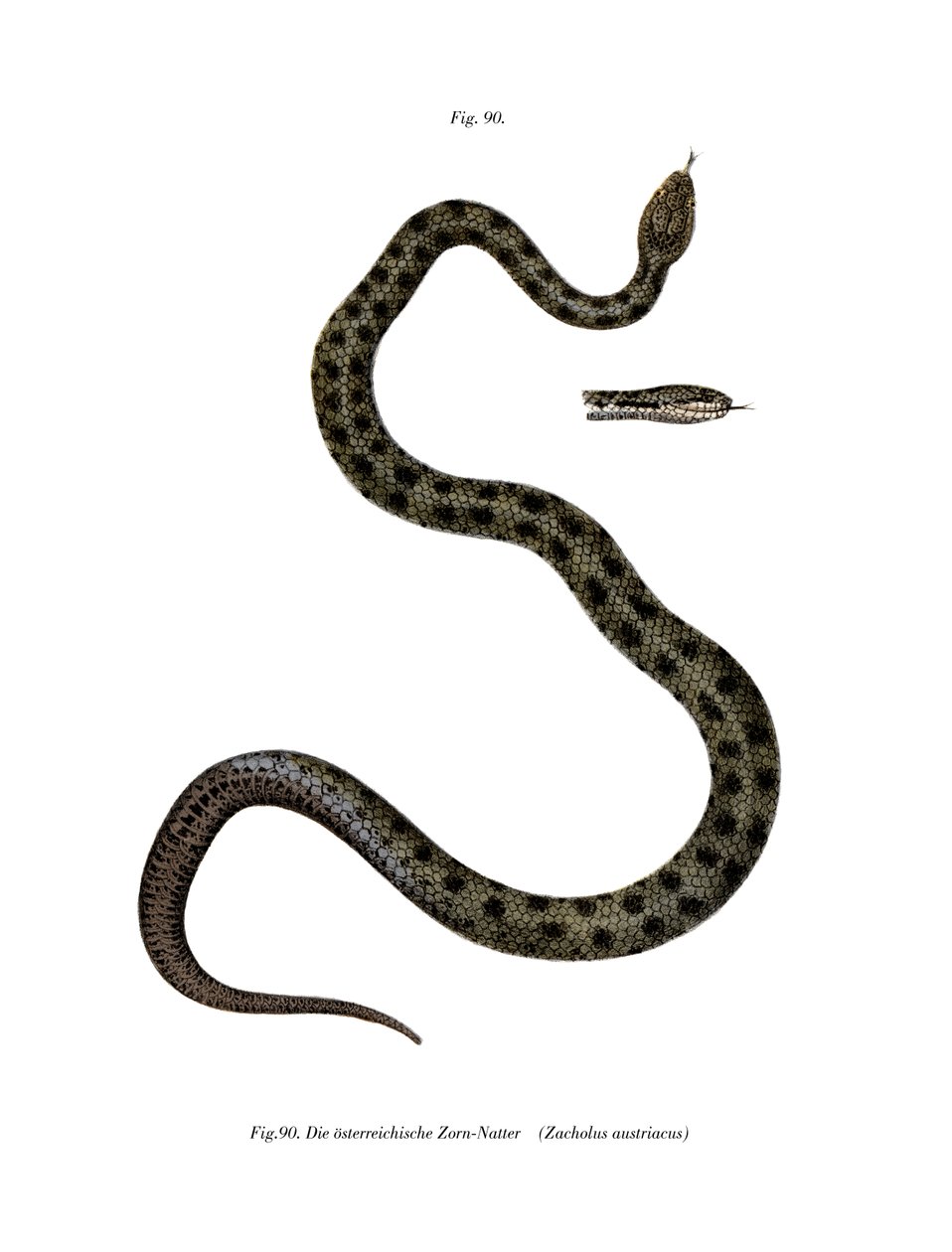 Smooth Snake (kolor lito) autorstwa German School