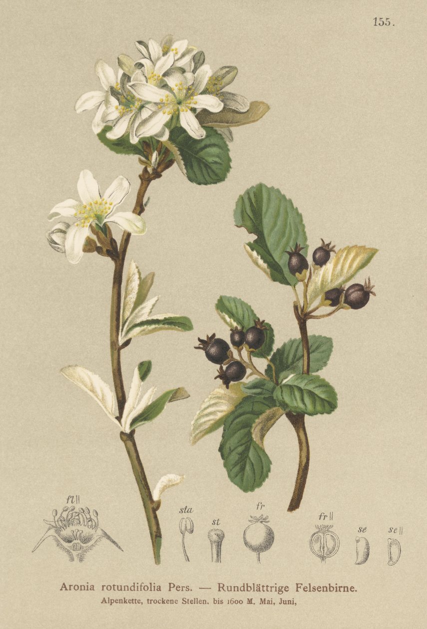 Śnieżny Mespilus (Aronia rotundifolia, Amelanchier ovalis) autorstwa German School