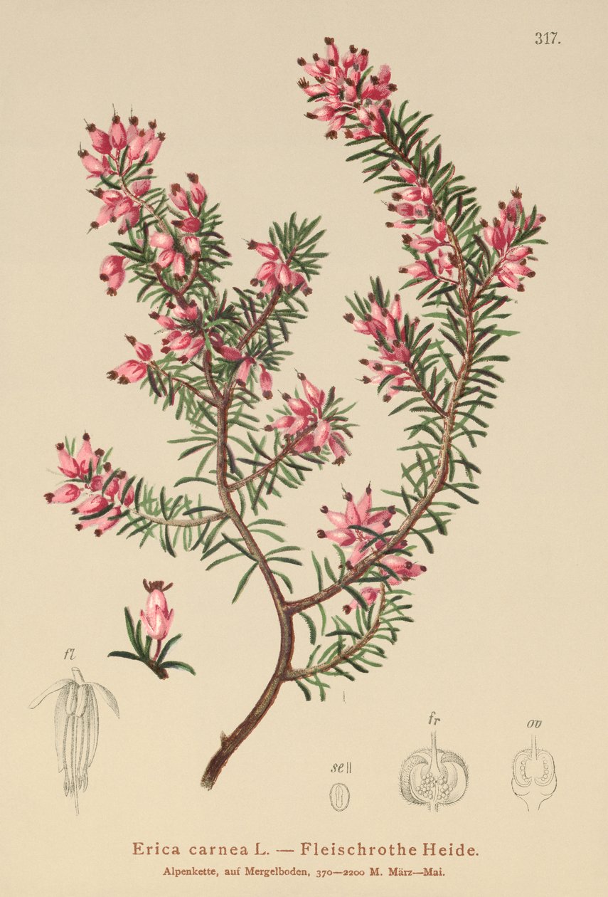 Wiosenny wrzosiec (Erica carnea) autorstwa German School