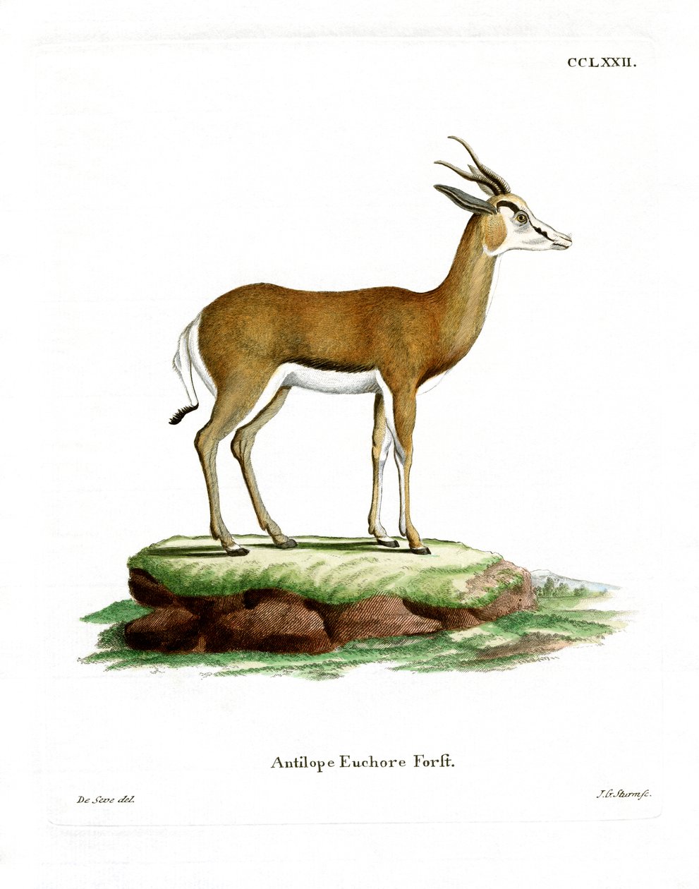 Springbok (kolorowy grawer) autorstwa German School