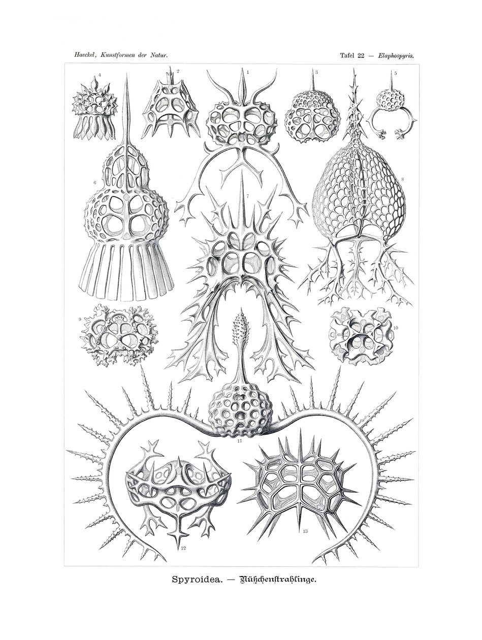 Spyroidea, 1899-1904 autorstwa German School