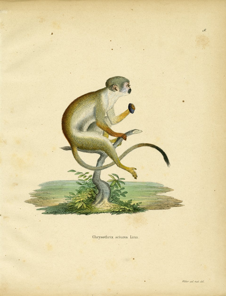 Squirrel Monkey (kolorowy grawerunek) autorstwa German School