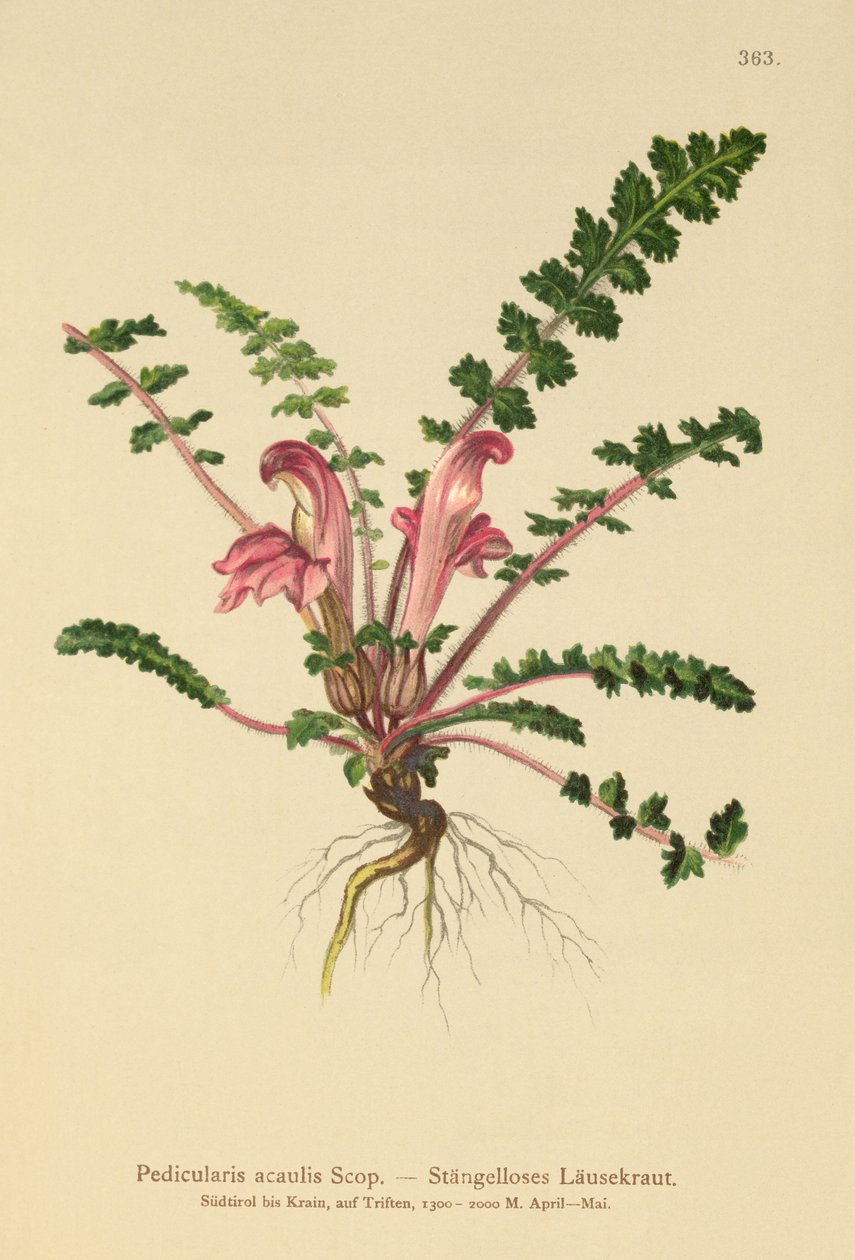 Wsz bezłodygowy (Pedicularis acaulis) autorstwa German School