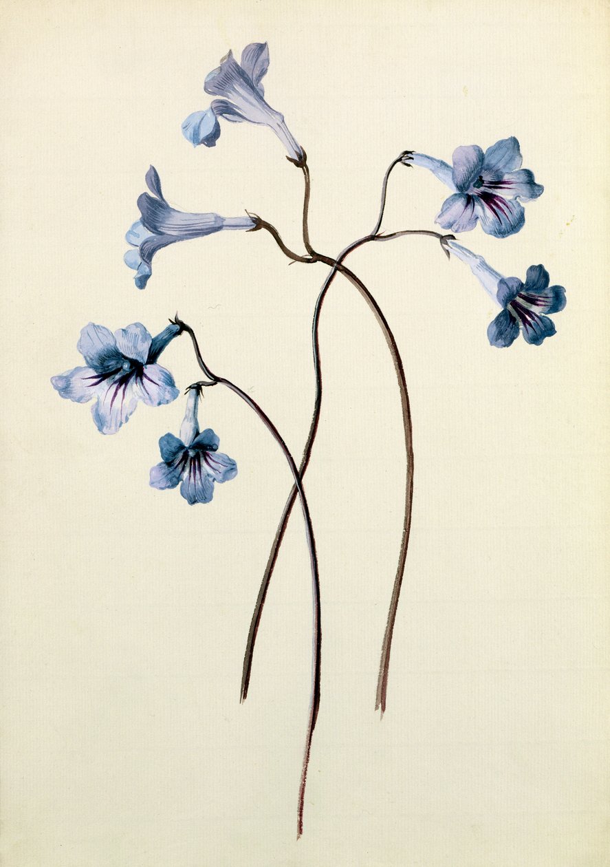 Streptocarpus, ok. 1790 (wc na papierze) autorstwa German School