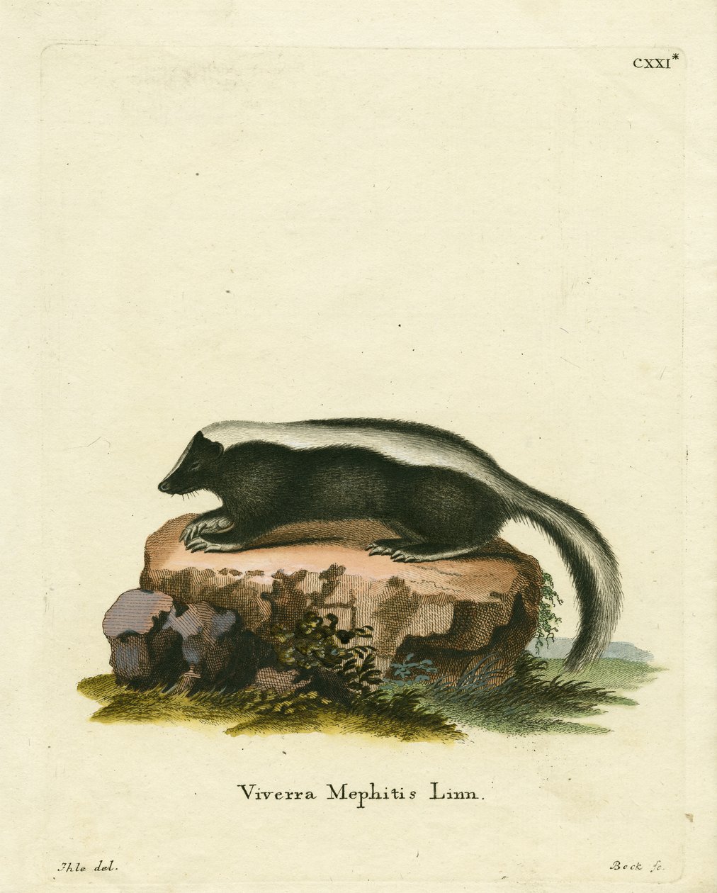 Striped Skunk (kolorowy grawerunek) autorstwa German School